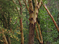 Peeling bark of the madrone tree,
Lithia Park, Ashland, Oregon