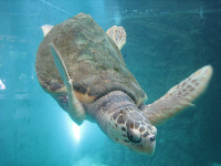 Hawksbill Sea Turtle, 
el Centro de la Tortuga, 
Mazunte, Mexico 